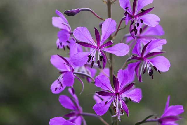 Epilobium 狭叶兰 月见草植物 尖花 - 上的免费照片