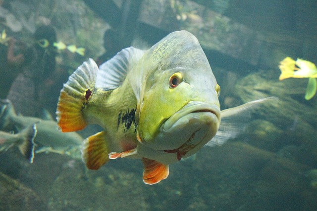 鱼 水族馆 用于水族馆， - 上的免费照片