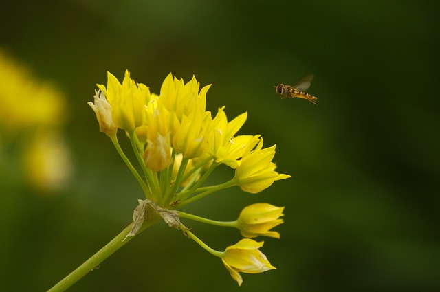 大钼 Hoverfly 黄色 - 上的免费照片