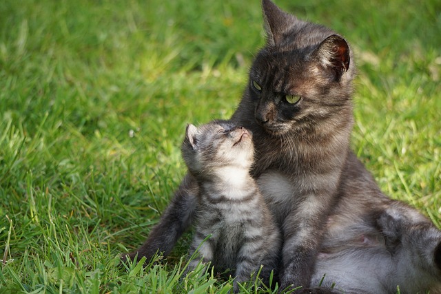 猫 母爱 妈的猫小猫 - 上的免费照片