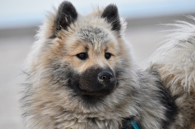 狗 狗Eurasier 动物肖像 - 上的免费照片