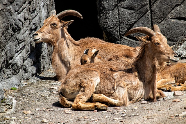 鬃毛斯普林格 Aoudad 羊 哺乳动物 - 上的免费照片