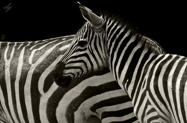 标签用逗号隔开非洲 Masaimara 野生动物 - 上的免费照片