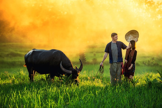 泰国 农民 水牛 - 上的免费照片