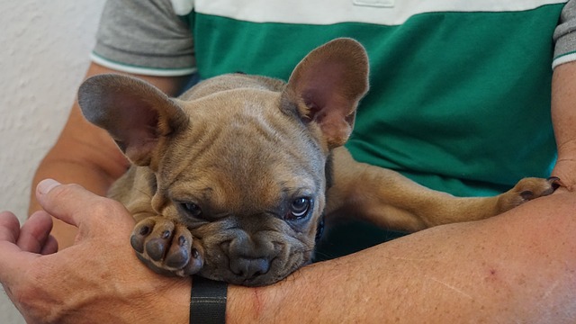 小狗 法国斗牛犬 在手臂上 - 上的免费照片