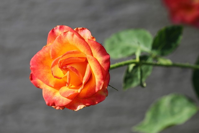 红黄玫瑰 Alinka 盛开 - 上的免费照片