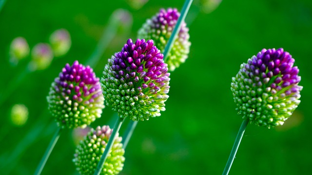 韭菜温室 开花 花球 - 上的免费照片