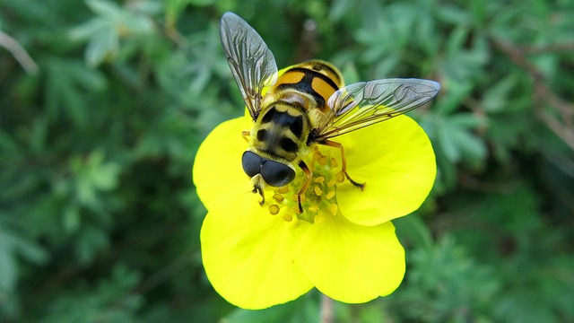 共同锥悬停飞 死人头浮飞 Myathropa Florea - 上的免费照片