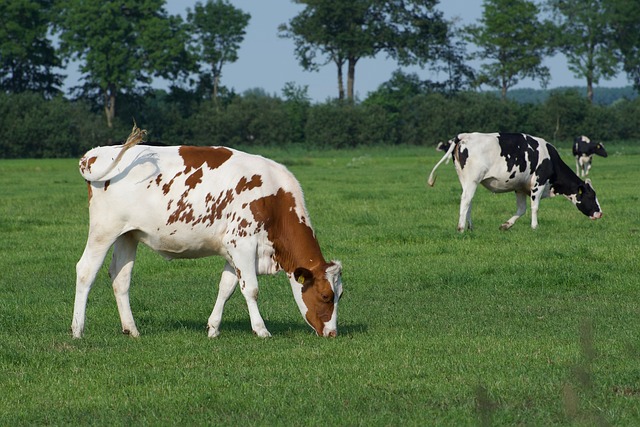 奶牛 动物 农村 - 上的免费照片