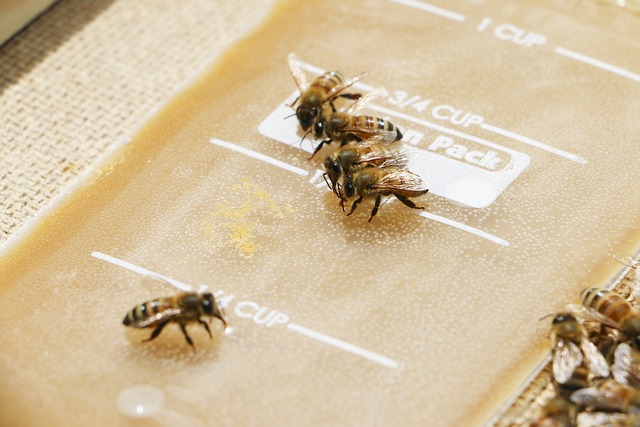 蜜蜂 糖水 花蜜 - 上的免费照片