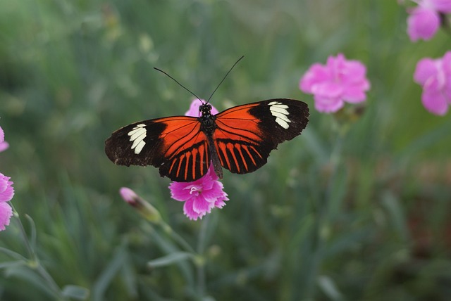 蝴蝶 Heliconius墨尔波墨涅 中美洲 - 上的免费照片