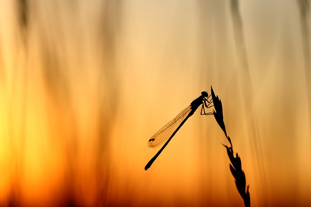 蜻蜓 昆虫 特写 - 上的免费照片