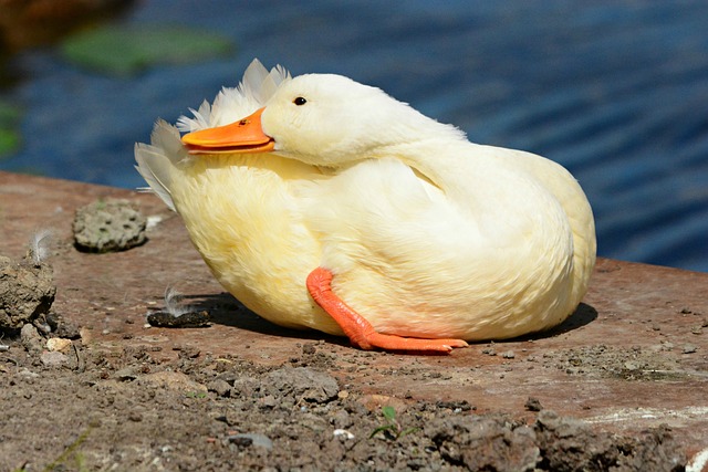鸭 凫 水鸟 - 上的免费照片