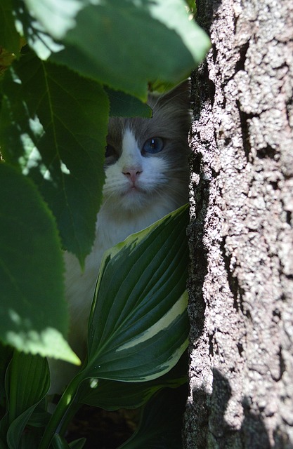 布娃娃 猫 小猫 - 上的免费照片