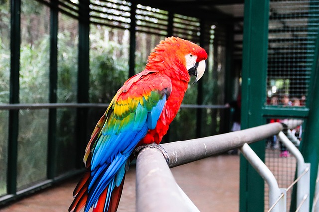 金刚鹦鹉 鹦鹉 阿拉 Ara - 上的免费照片