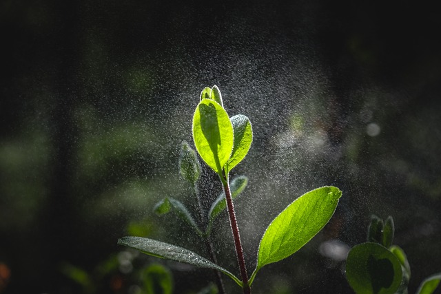 植物 细雨 雨 - 上的免费照片