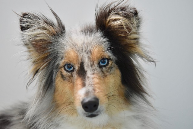 狗 年轻的婊子 狗的设得兰群岛牧羊犬 - 上的免费照片