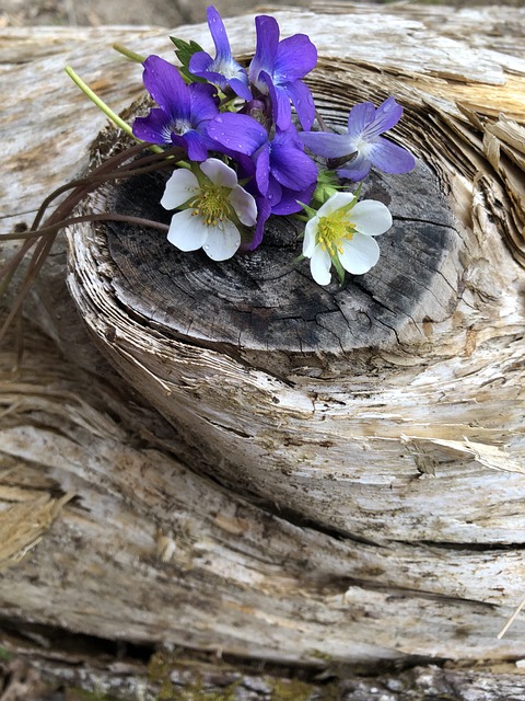 漂木 白色的花 紫花 - 上的免费照片