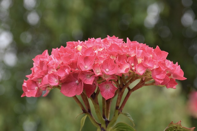 花 绣球花 绣球花红 - 上的免费照片