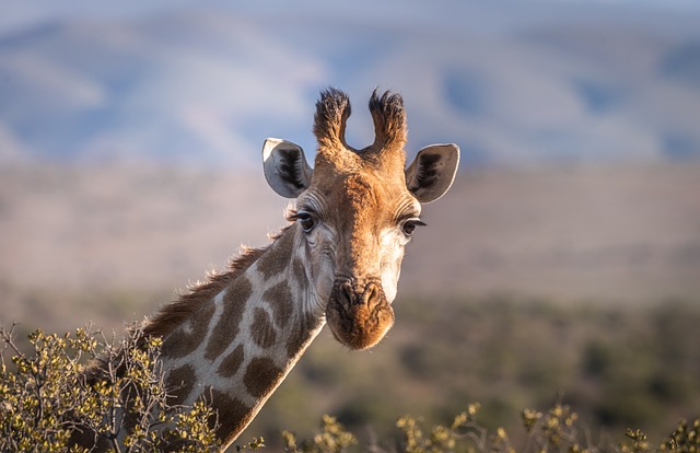 长颈鹿 动物 自然 - 上的免费照片
