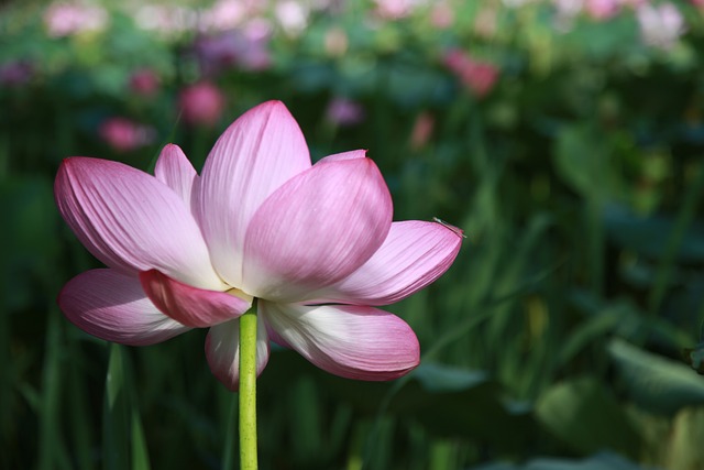 莲花 花 水百合 - 上的免费照片