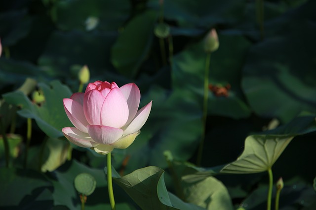 莲花 花 水百合 - 上的免费照片