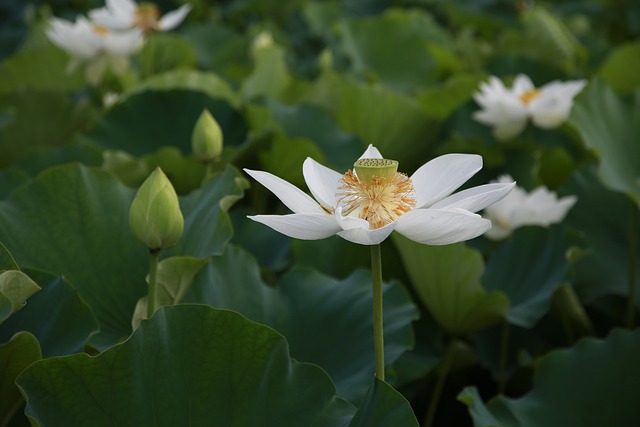 莲花 花 水百合 - 上的免费照片