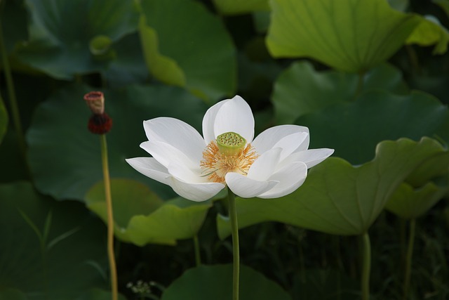 莲花 花 水百合 - 上的免费照片