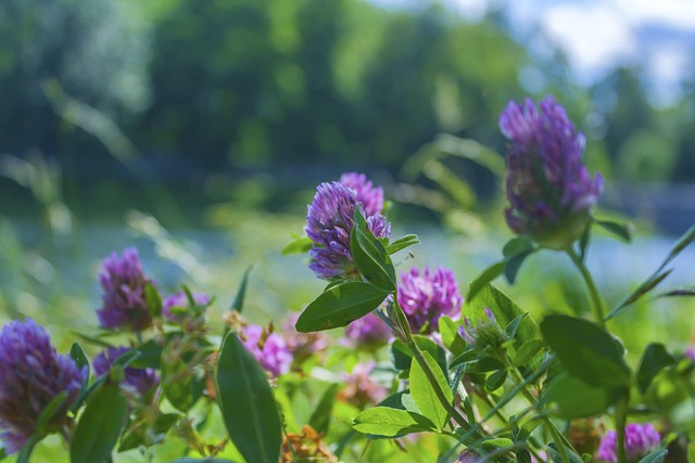 草地 紫色的 Phacelia - 上的免费照片