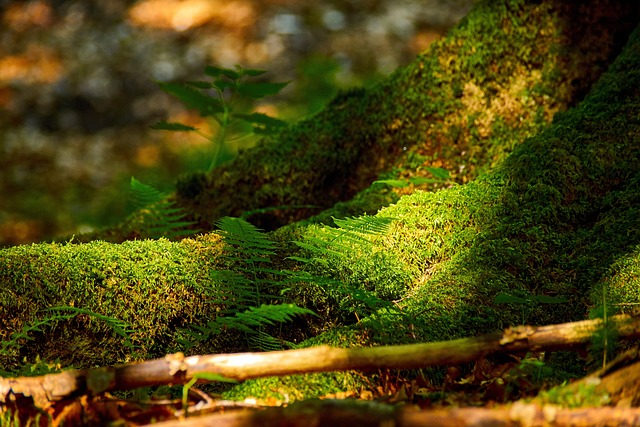 光 苔藓 吻 - 上的免费照片