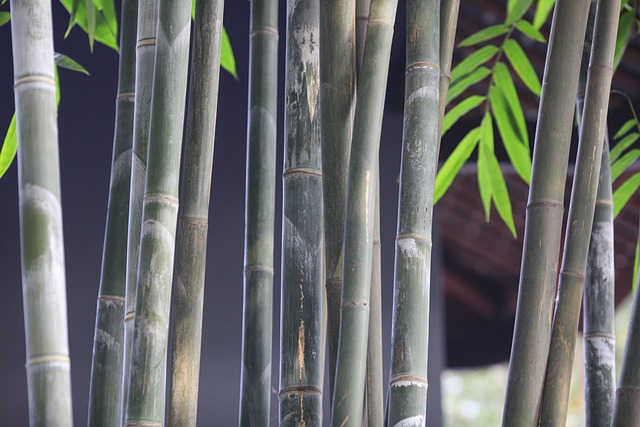 竹 艺术 留尼汪 - 上的免费照片