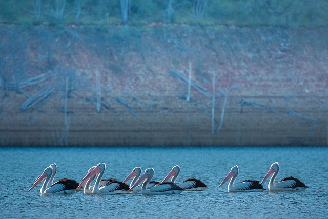 鹈 湖 自然 - 上的免费照片