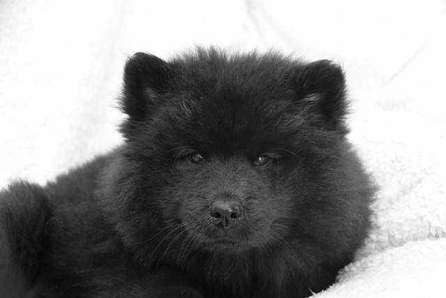 狗 年轻的婊子 狗Eurasier Ploublue Plou - 上的免费照片