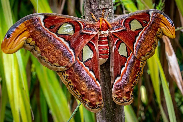 蛾 蝴蝶 最伟大的 - 上的免费照片