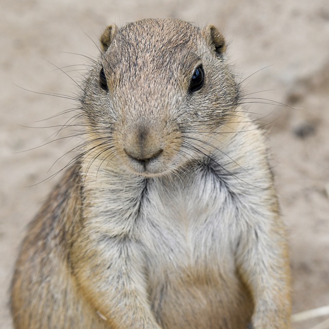 土拨鼠 松鼠 啮齿动物 - 上的免费照片
