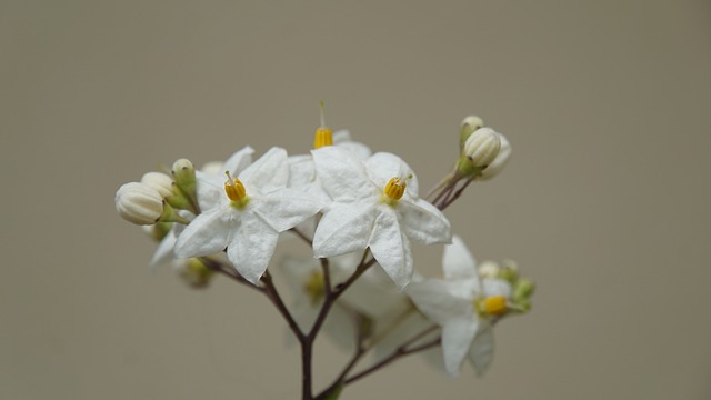 白茉莉花 夏茉莉 开花 - 上的免费照片