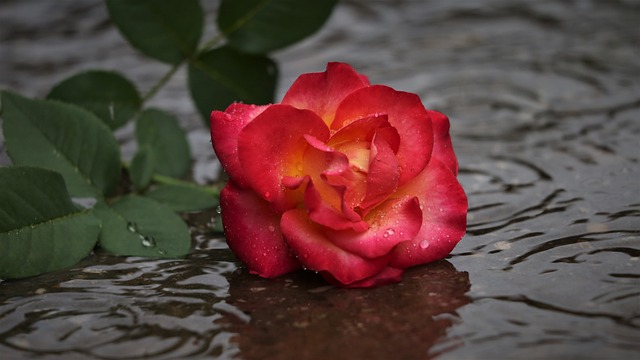 红黄玫瑰在雨 失去爱 留在沉默 - 上的免费照片