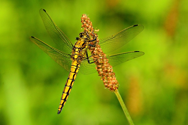 蜻蜓 昆虫 动物 - 上的免费照片