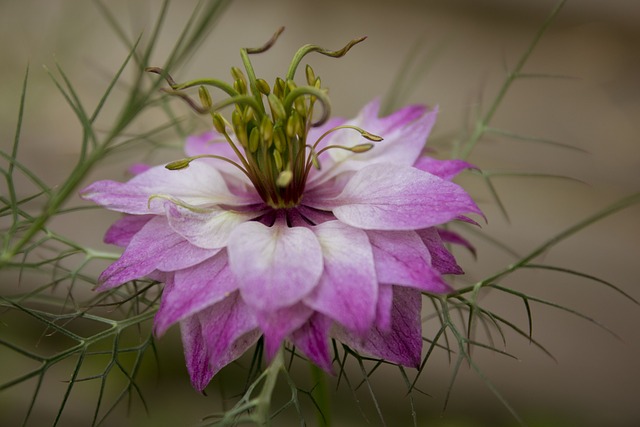 花 名单产大马士革玫瑰 紫色的 - 上的免费照片