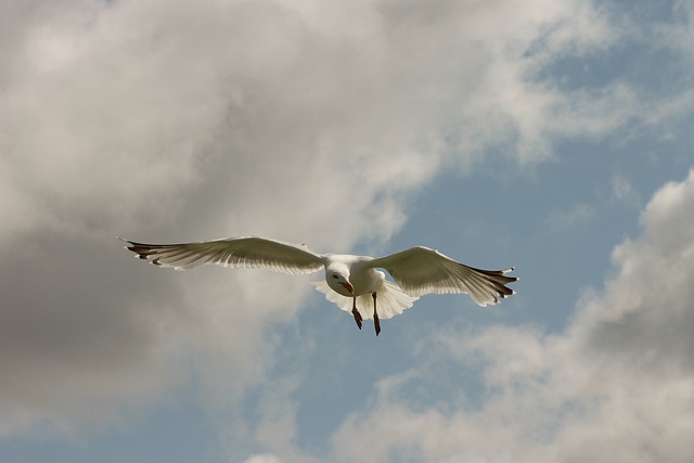 海鸥 鸥 航班 - 上的免费照片