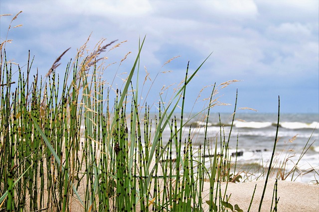 海 海岸 沙丘 - 上的免费照片