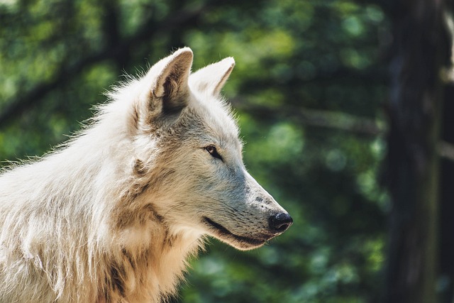 动物 狼 哺乳动物 - 上的免费照片