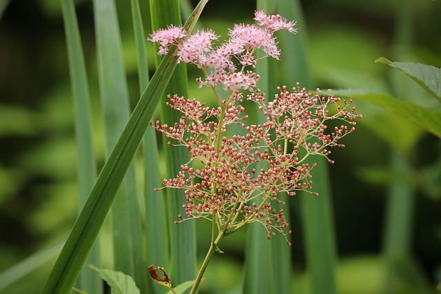 Filipendula杨梅 红绣线菊 开花 - 上的免费照片