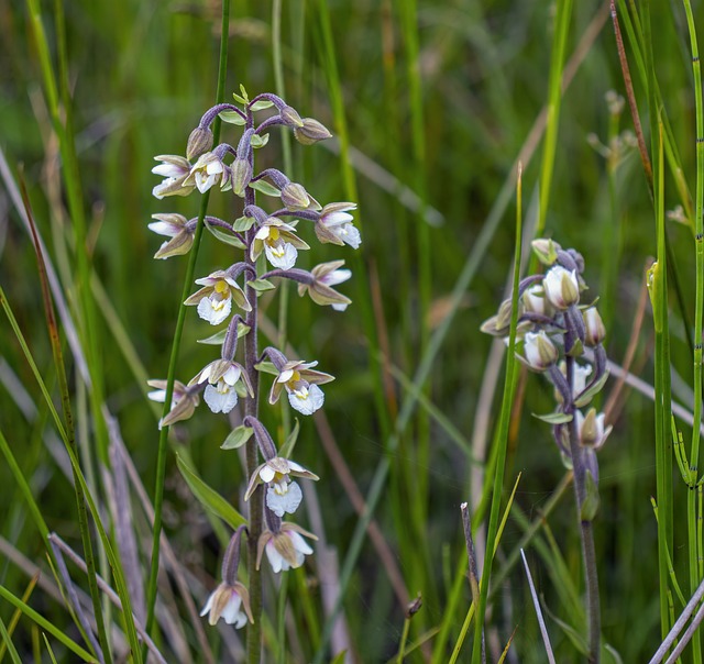 沼泽-Helleborine 兰花 夏天 - 上的免费照片