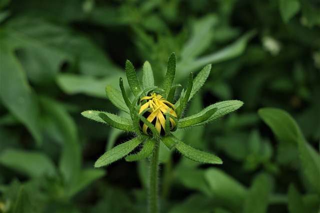 金光菊 Fulgida 花 盛开 - 上的免费照片