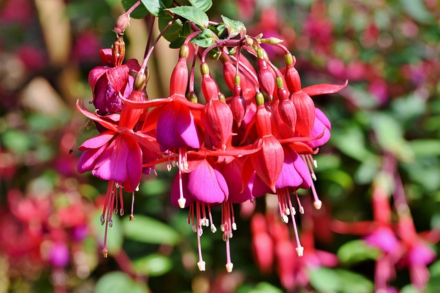 紫红色 蒙布雷西亚 Crocosmia - 上的免费照片