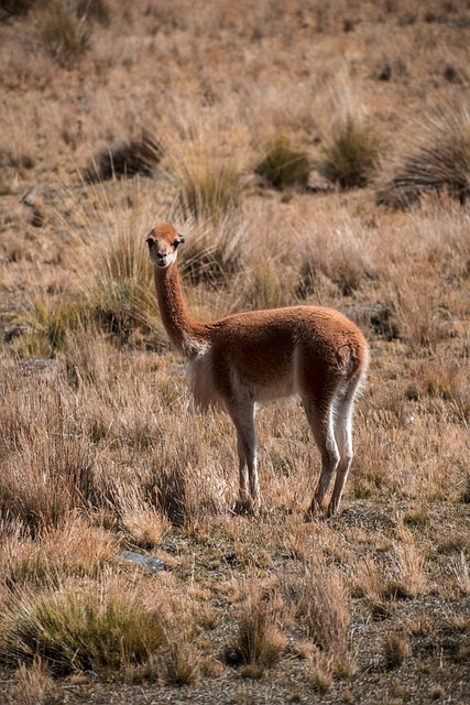 骆马毛 动物 秘鲁 - 上的免费照片