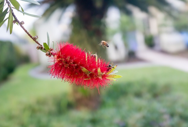 卡利斯特蒙 瓶刷花 大黄蜂 - 上的免费照片
