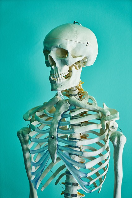 骨骼 头 人类 - 上的免费照片