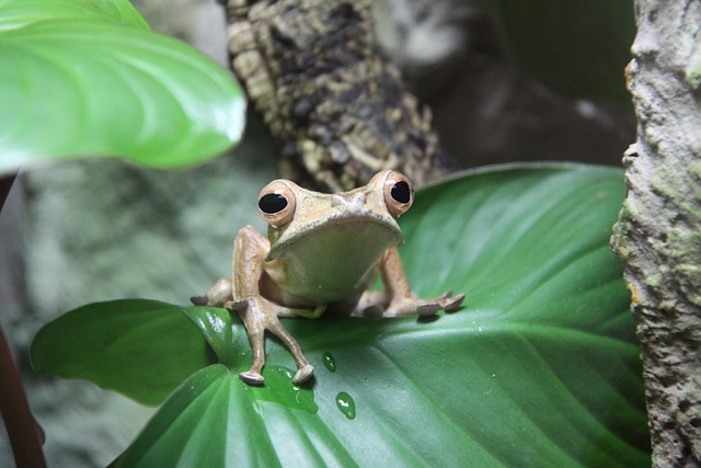 青蛙 耳朵只青蛙 两栖动物 - 上的免费照片
